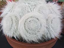 Mammilaria